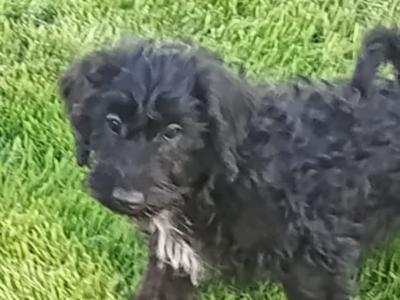 Schnoodle puppies in Kilkenny
