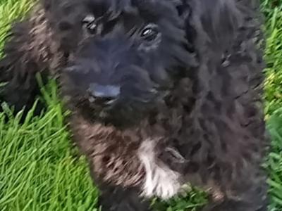 Schnoodle puppies