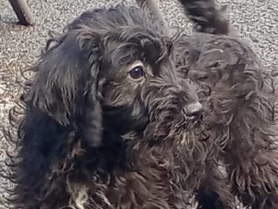 Schnoodle puppies