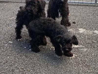 Schnoodle puppies