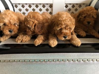 4 friendly Cockapoo puppies