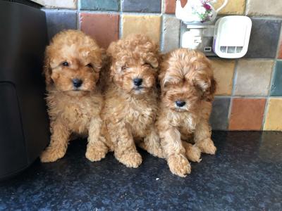 4 friendly Cockapoo puppies