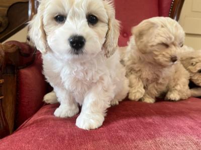 Cavachons for sale
