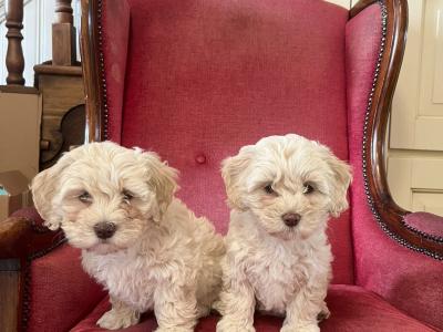 Cavachons for sale