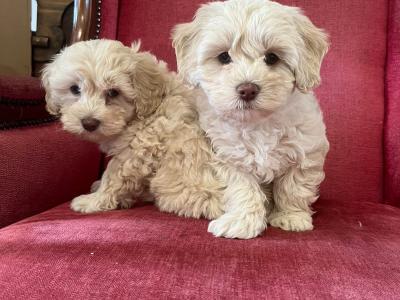 Cavachons for sale