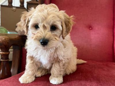 Cavachons for sale
