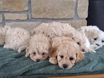 Cavachons for sale