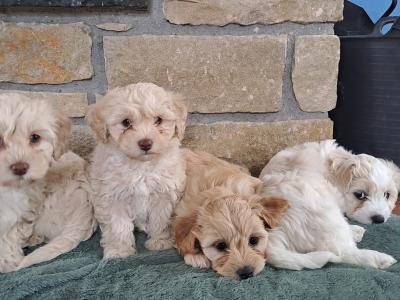 Cavachons for sale