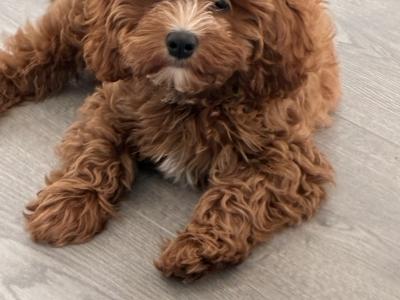 Beautiful Male Cavapoo Puppy - 13 weeks old - €500