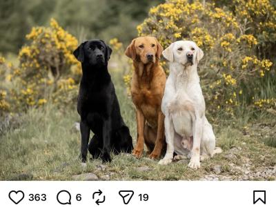 Two IKC Registered (pending) Champion Labrador puppies in Westmeath