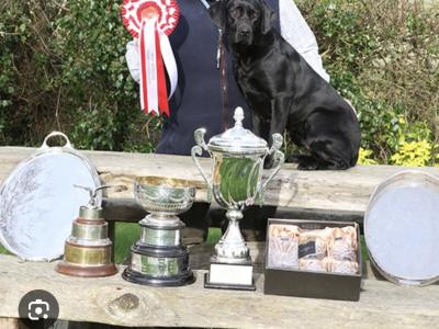 Two IKC Registered (pending) Champion Labrador puppies in Westmeath