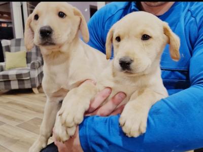 Two IKC Registered (pending) Champion Labrador puppies in Westmeath