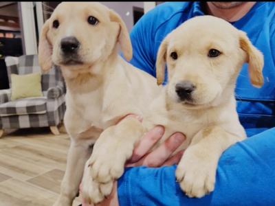 Two IKC Registered (pending) Champion Labrador puppies in Westmeath
