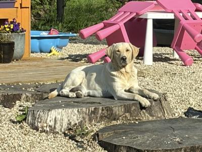 Two IKC Registered (pending) Champion Labrador puppies in Westmeath