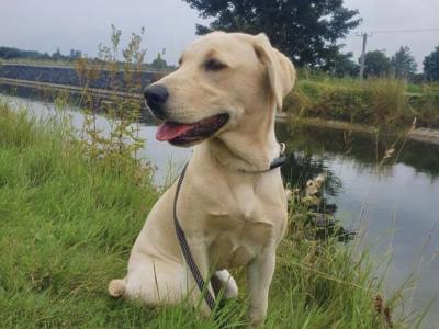 Two IKC Registered (pending) Champion Labrador puppies in Westmeath