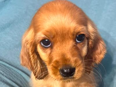 Cockalier puppies (Cocker Spaniel x Cavalier King Charles) in Cork