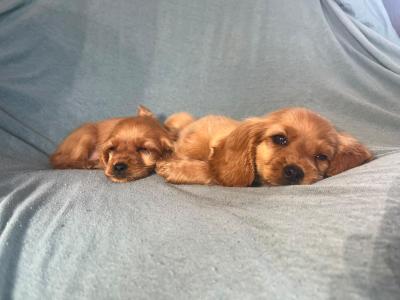 Cockalier puppies (Cocker Spaniel x Cavalier King Charles) in Cork