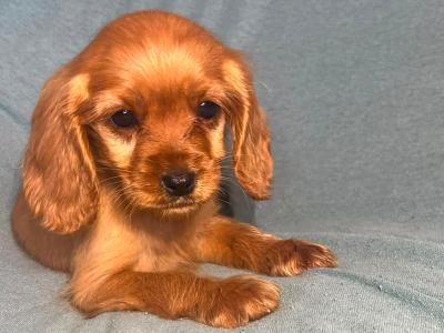 Cockalier puppies (Cocker Spaniel x Cavalier King Charles) in Cork