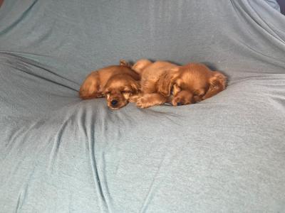 Cockalier puppies (Cocker Spaniel x Cavalier King Charles) in Cork