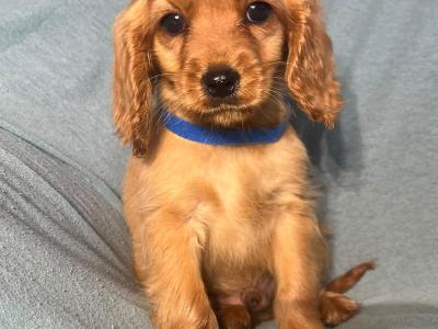 Cockalier puppies (Cocker Spaniel x Cavalier King Charles) in Cork