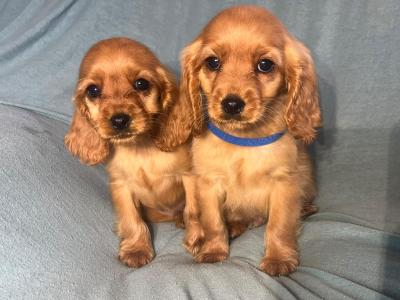 Cockalier puppies (Cocker Spaniel x Cavalier King Charles) in Cork
