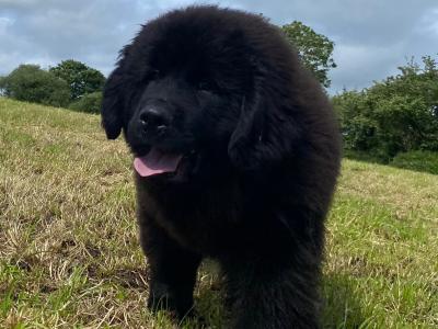 IKC Pedigree Newfoundland pups Polish Sire hip and elbow scored. Cardiomyopathy and Cystinuria free