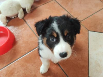 Tri Coloured Border Collie puppies for sale in Clare