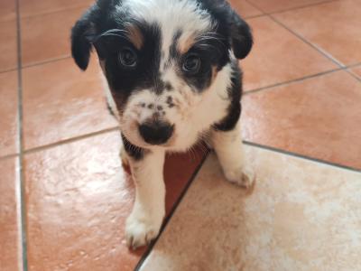 Tri Coloured Border Collie puppies for sale in Clare