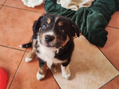 Tri Coloured Border Collie puppies for sale in Clare