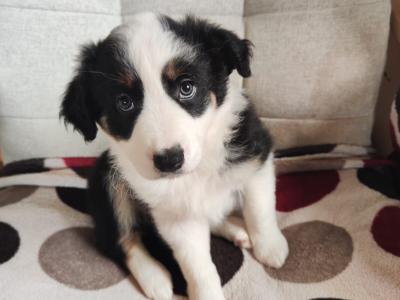 Tri Coloured Border Collie puppies for sale in Clare