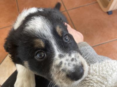 Tri Coloured Border Collie puppies for sale in Clare
