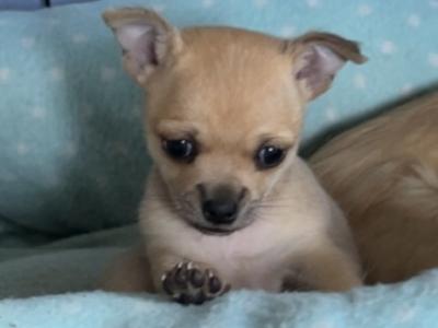 Female Chichuahua puppy for sale in Monaghan