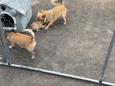 Female Chichuahua puppy for sale in Monaghan