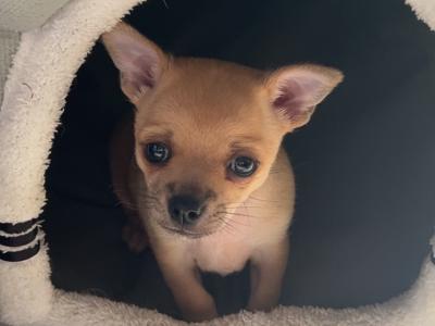 Female Chichuahua puppy for sale in Monaghan
