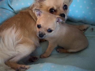 Female Chichuahua puppy for sale in Monaghan