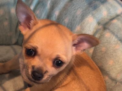 Female Chichuahua puppy for sale in Monaghan