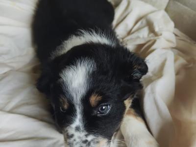 Tri Coloured Border Collie puppies for sale in Clare