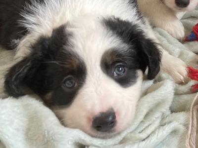 Tri Coloured Border Collie puppies for sale in Clare