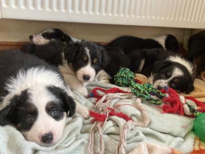 Tri Coloured Border Collie puppies for sale in Clare