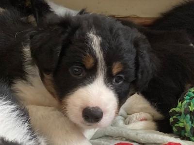 Tri Coloured Border Collie puppies for sale in Clare