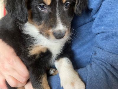 Tri Coloured Border Collie puppies for sale in Clare