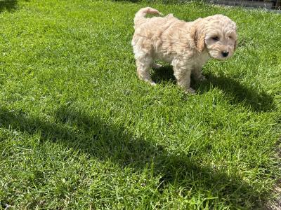 Adorable Cockapoo puppies in Monaghan