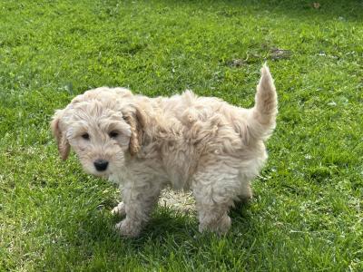 Adorable Cockapoo puppies in Monaghan