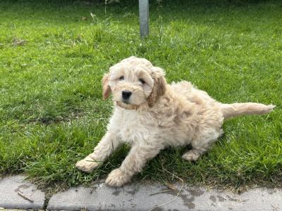 Adorable Cockapoo puppies in Monaghan