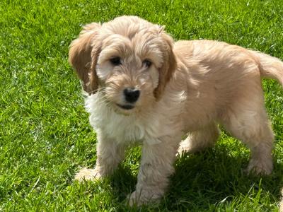 Adorable Cockapoo puppies in Monaghan