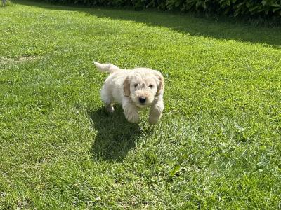 Adorable Cockapoo puppies in Monaghan