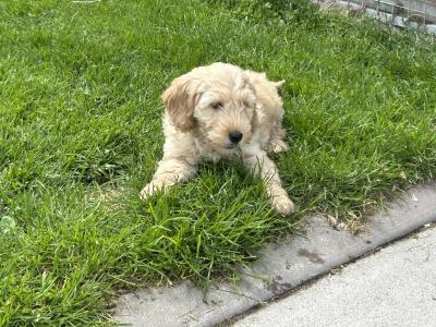 Adorable Cockapoo puppies in Monaghan