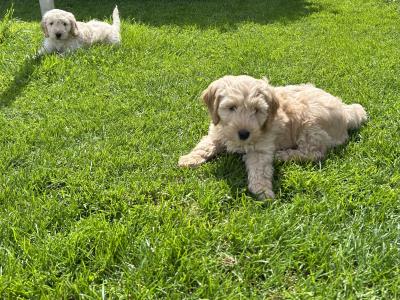 Adorable Cockapoo puppies in Monaghan