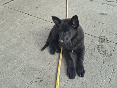 Female German Shepherd x puppy in Kildare