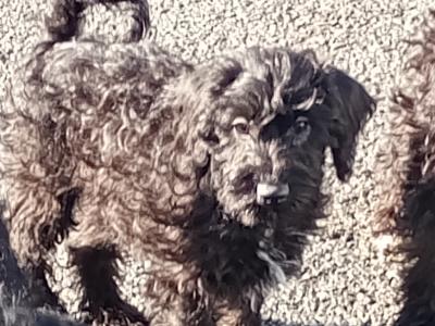 Schnoodle puppies